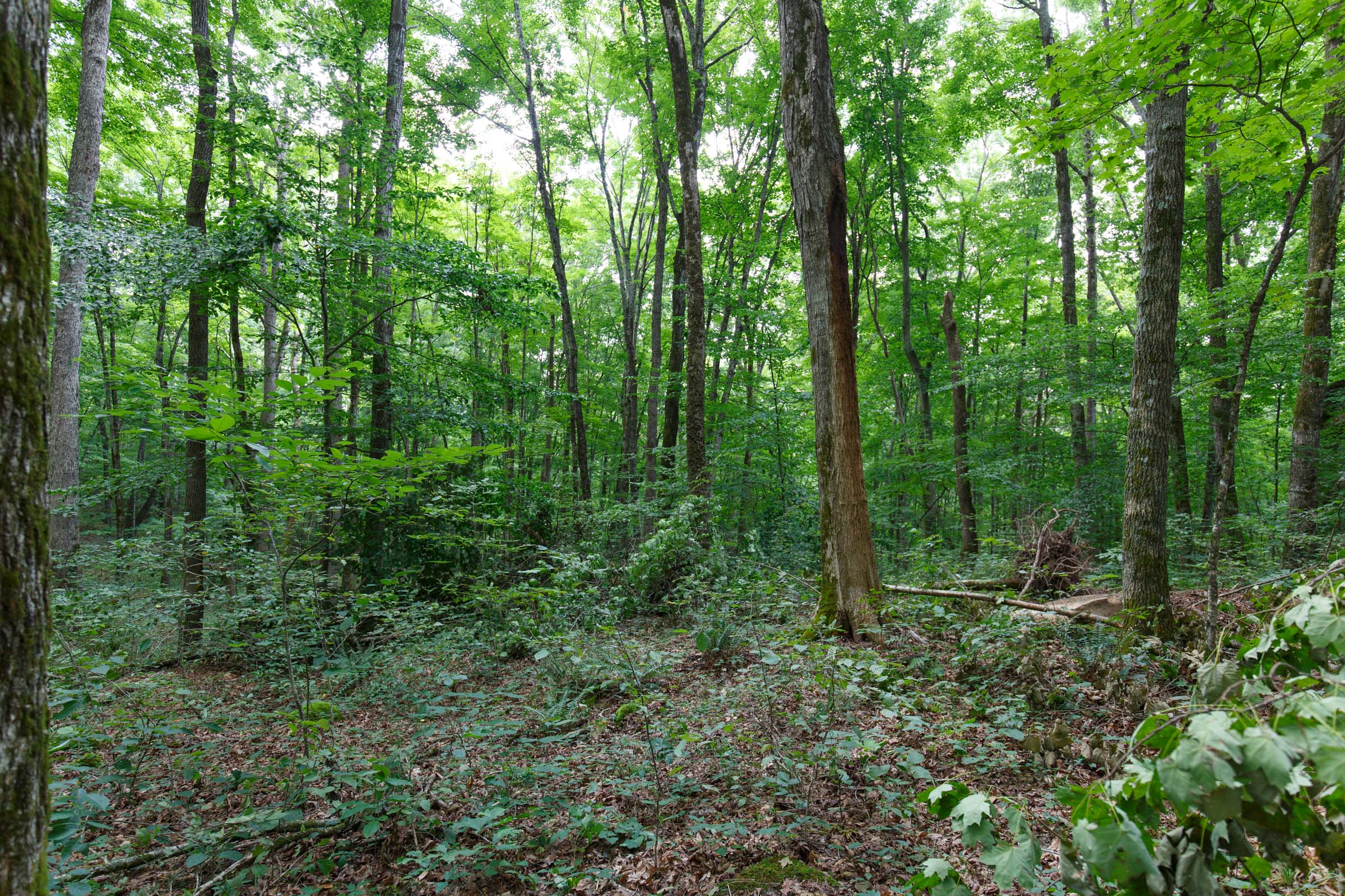 Tract 11 at Rolling Hills in Wayne County, Kentucky