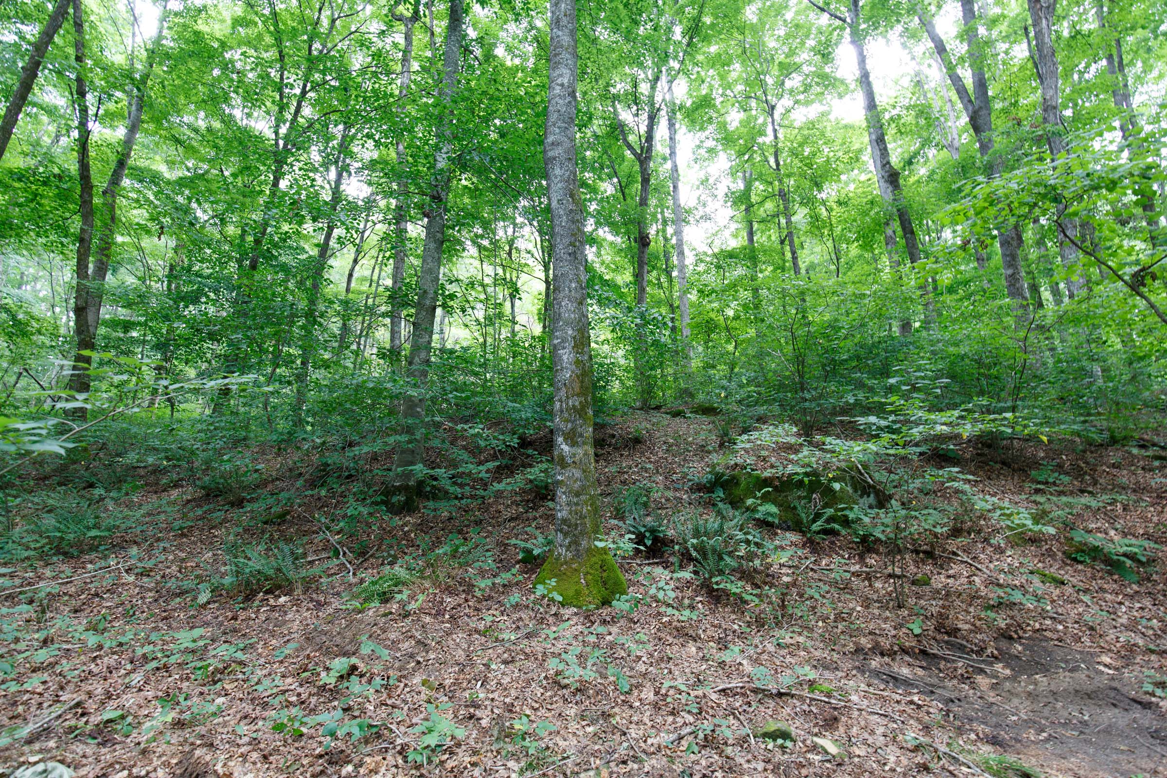 Tract 13 at Rolling Hills in Wayne County, Kentucky