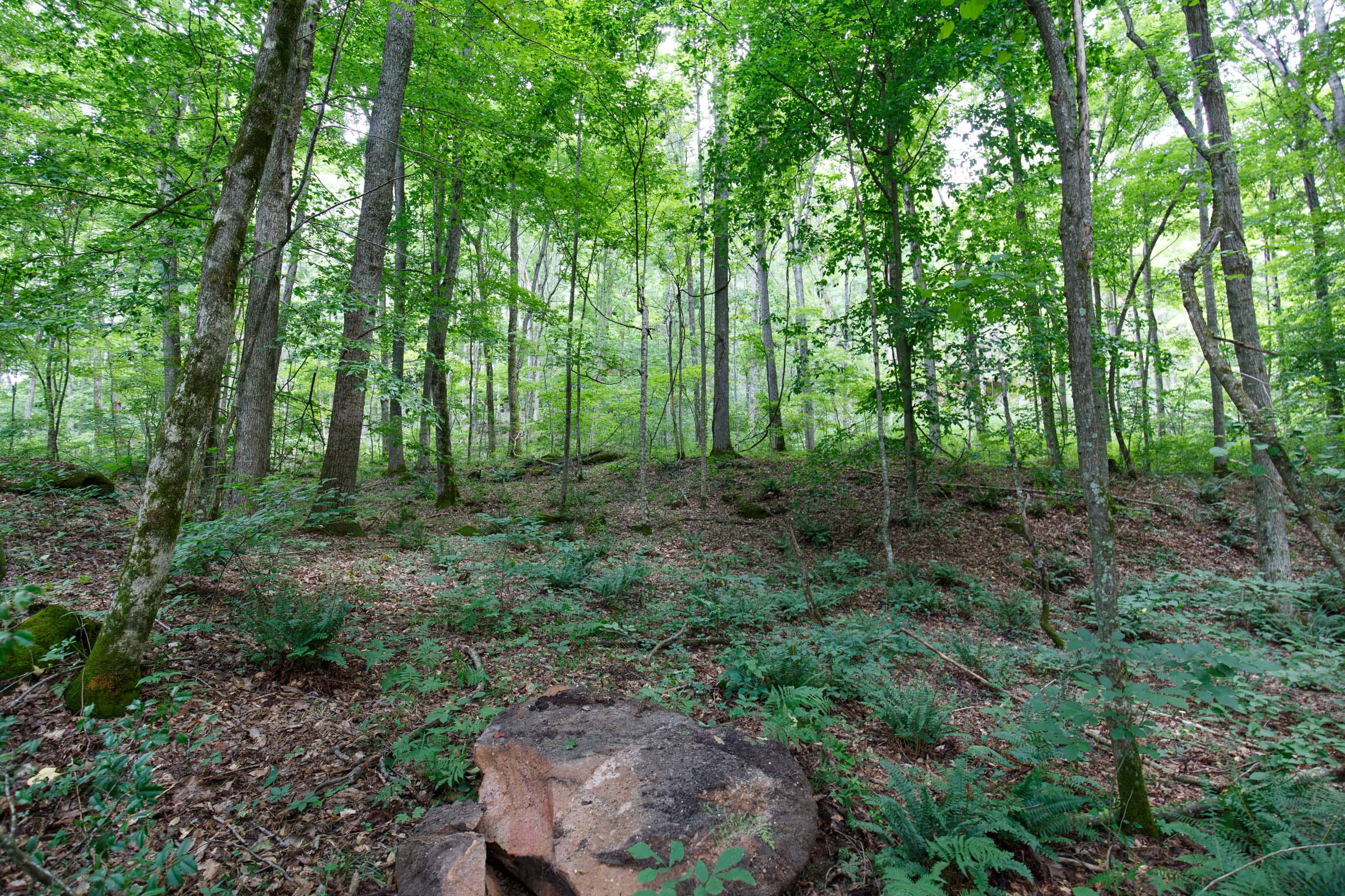 Tract 14 at Rolling Hills in Wayne County, Kentucky