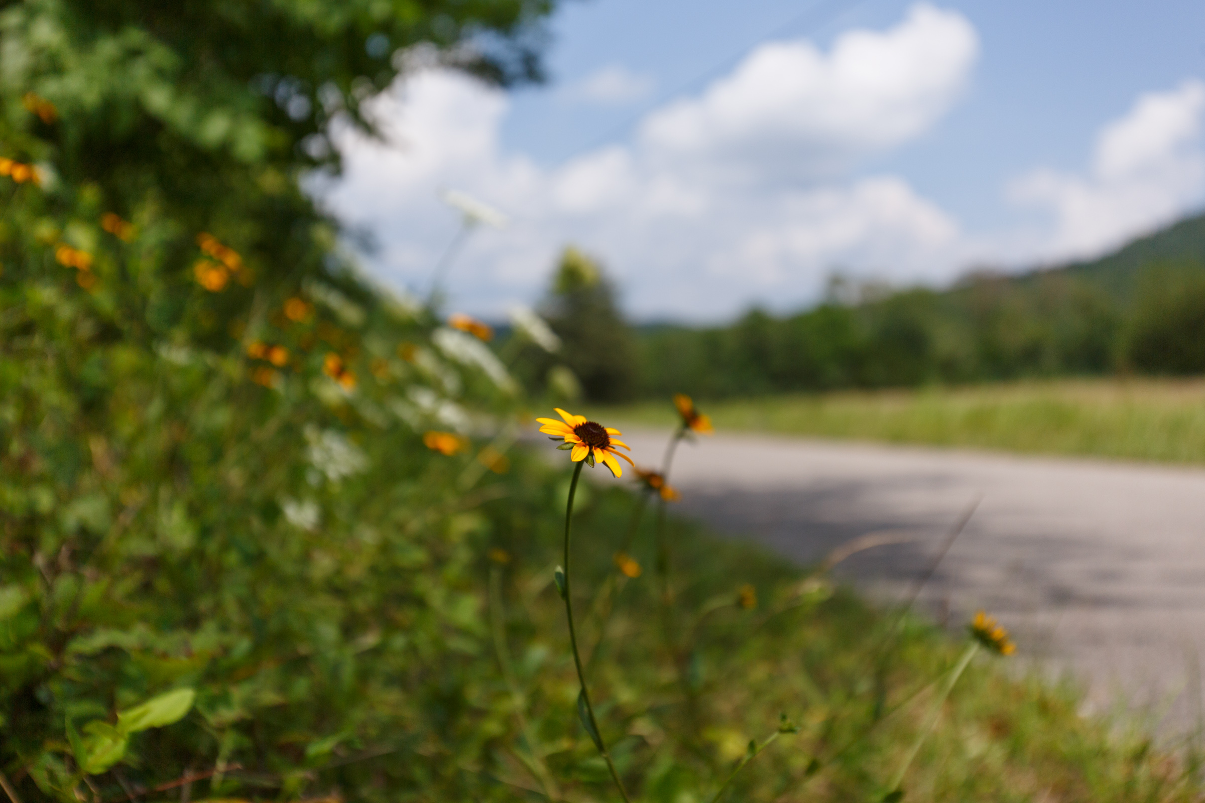 Tract 3 at Rolling Hills in Wayne County, Kentucky