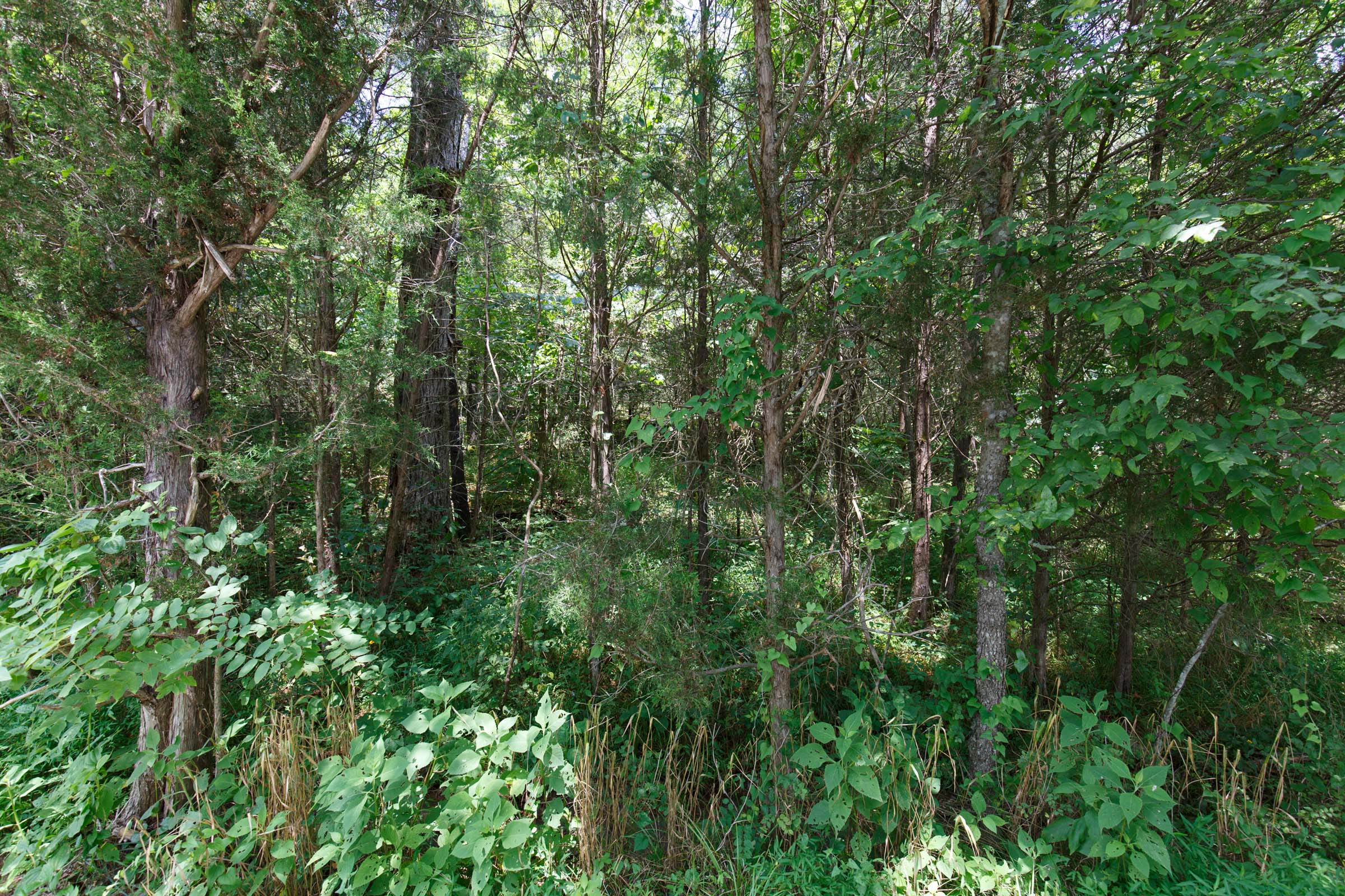 Tract 5 at Rolling Hills in Wayne County, Kentucky