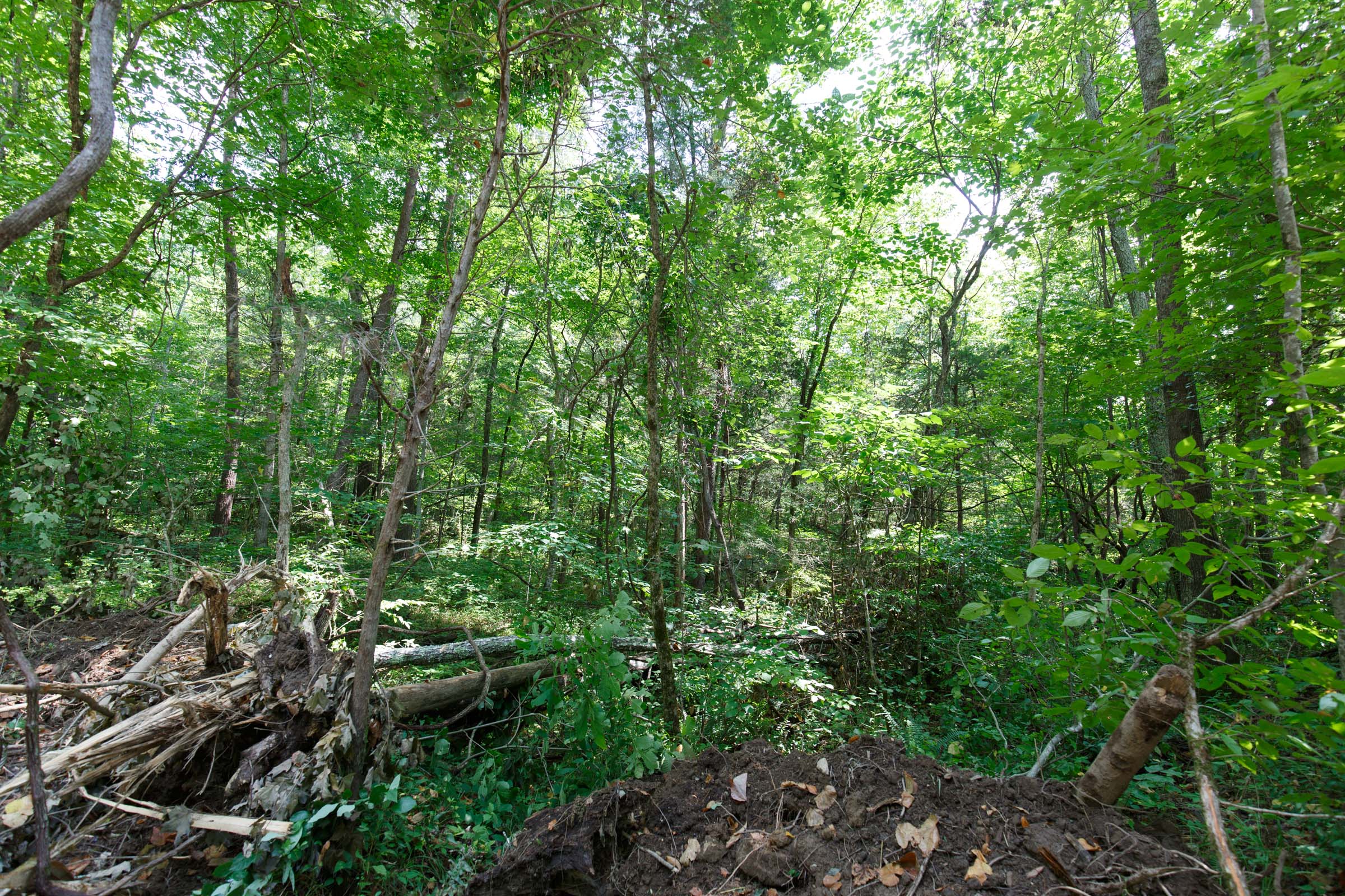 Tract 6 at Rolling Hills in Wayne County, Kentucky