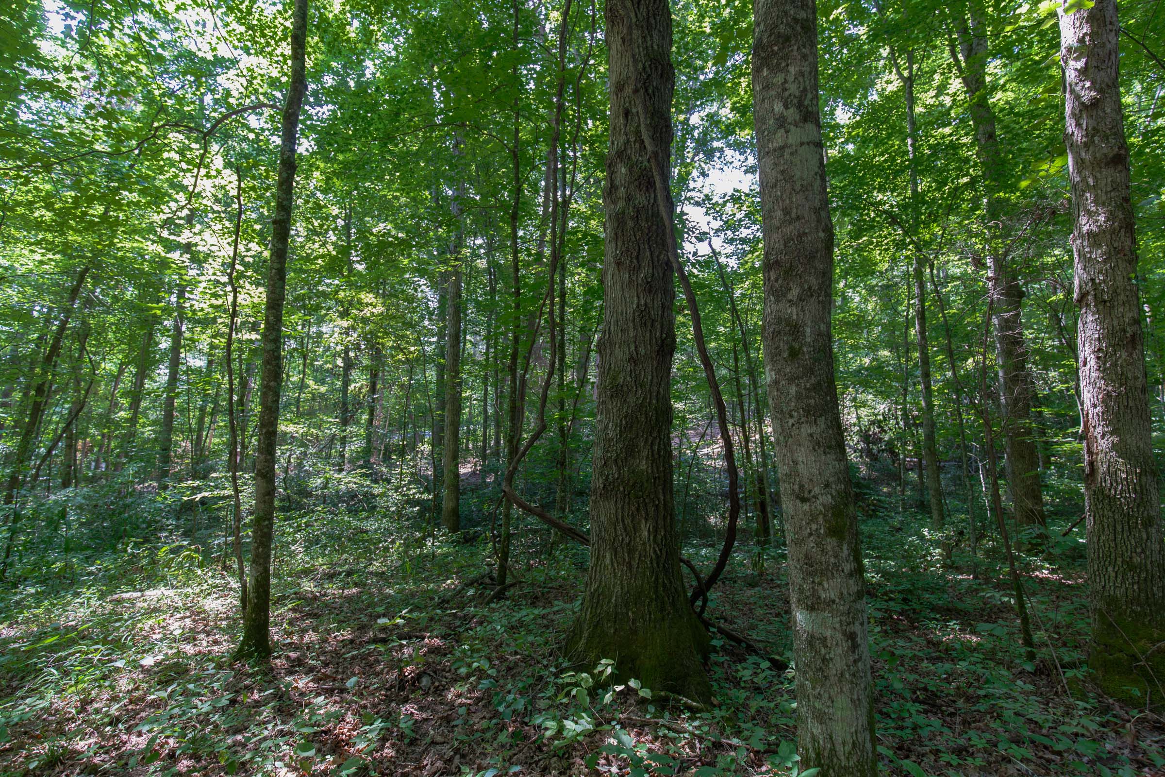 Tract 7 at Rolling Hills in Wayne County, Kentucky